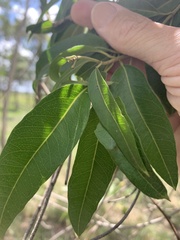 Parsonsia eucalyptophylla