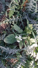 Diplotaxis erucoides