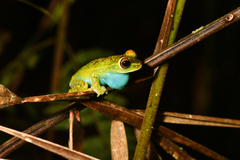 Boana rufitela