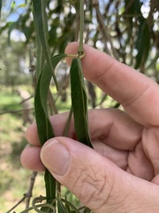 Parsonsia eucalyptophylla