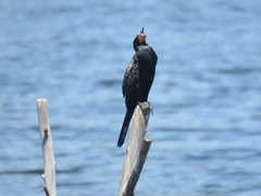 Microcarbo africanus