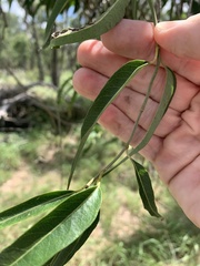Parsonsia eucalyptophylla