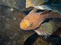 Taurulus bubalis
