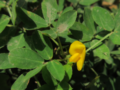 Arachis