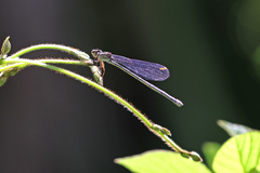 Pseudagrion ignifer