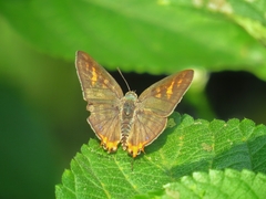 Cigaritis schistacea