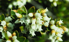 Acrothamnus maccraei