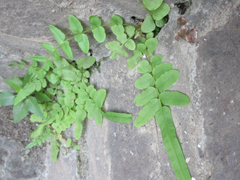 Pteris