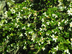 Acrothamnus maccraei
