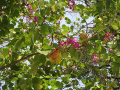 Bauhinia