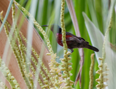Leptocoma brasiliana
