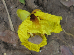 Peltophorum