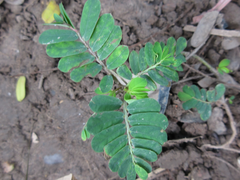 Peltophorum