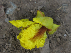 Peltophorum
