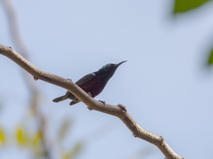 Leptocoma brasiliana