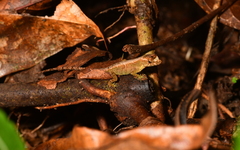 Anolis capito