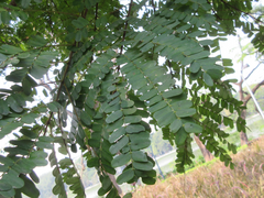 Peltophorum