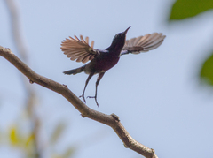 Leptocoma brasiliana