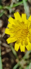 Krigia dandelion