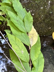 Euonymus occidentalis