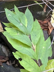 Euonymus occidentalis