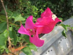 Bougainvillea