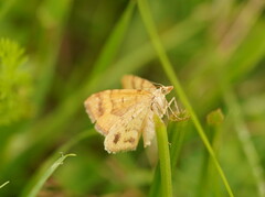 Chrysolarentia correlata