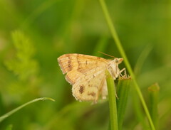 Chrysolarentia correlata