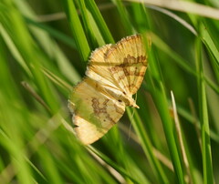 Chrysolarentia correlata