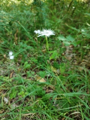 Dianthus hyssopifolius
