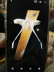 Copiopteryx