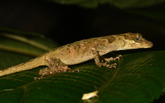Anolis woodi
