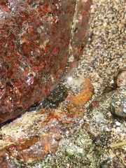 Pachygrapsus