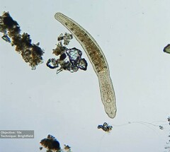 Catenulida