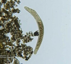 Catenulida