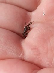 Pachygrapsus