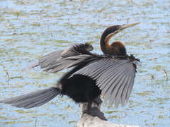 Anhinga rufa