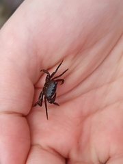 Pachygrapsus