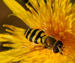 Syrphus vitripennis