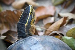 Cuora amboinensis kamaroma