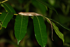 Anolis polylepis