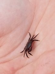 Pachygrapsus
