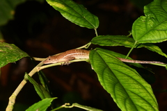 Anolis polylepis