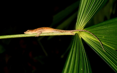 Anolis polylepis