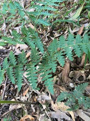 Calochlaena dubia