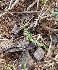 Acrida cinerea