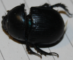 Geotrupes