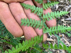 Calochlaena dubia