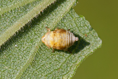 Clastoptera xanthocephala