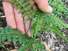 Calochlaena dubia